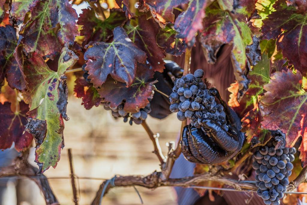 Vendemmia Nestola 2024