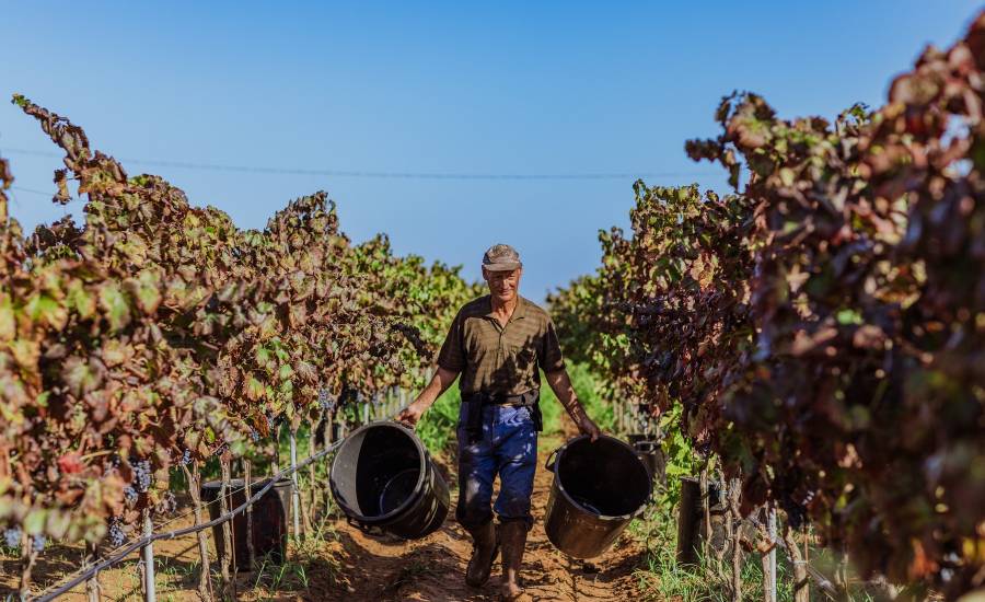 Vendemmia Nestola 2024