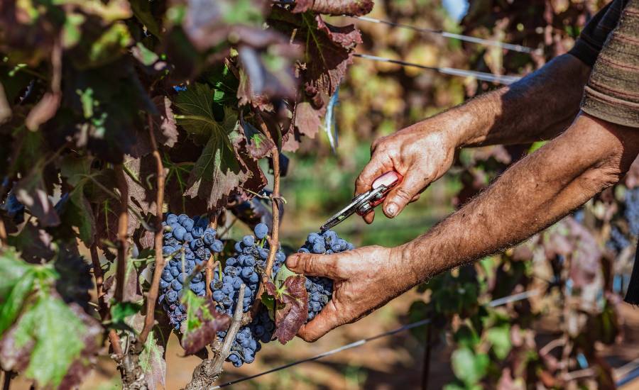 Vendemmia Nestola 2024