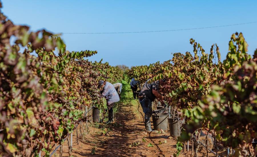Vendemmia Nestola 2024