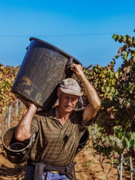 Vendemmia_Nestola-25_result