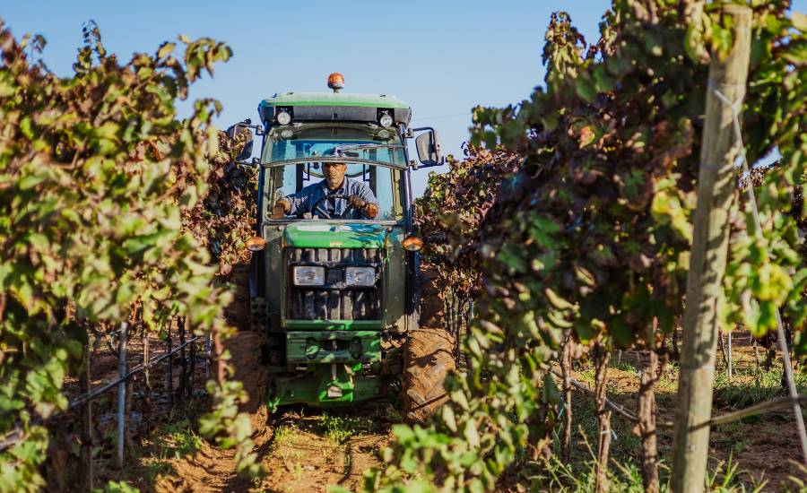 Vendemmia Nestola 2024