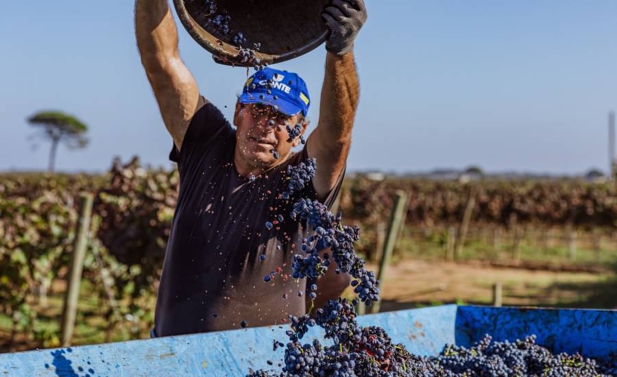 Vendemmia Nestola 2024