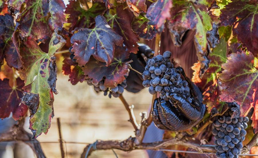 Vendemmia Nestola 2024