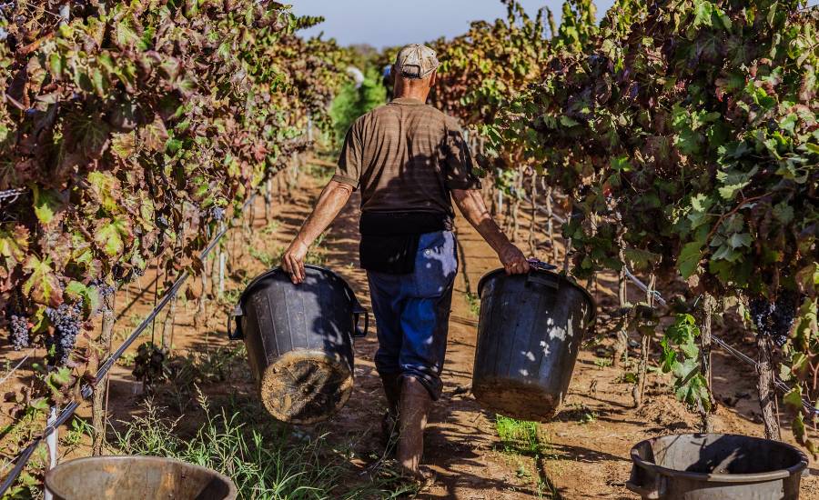 Vendemmia Nestola 2024