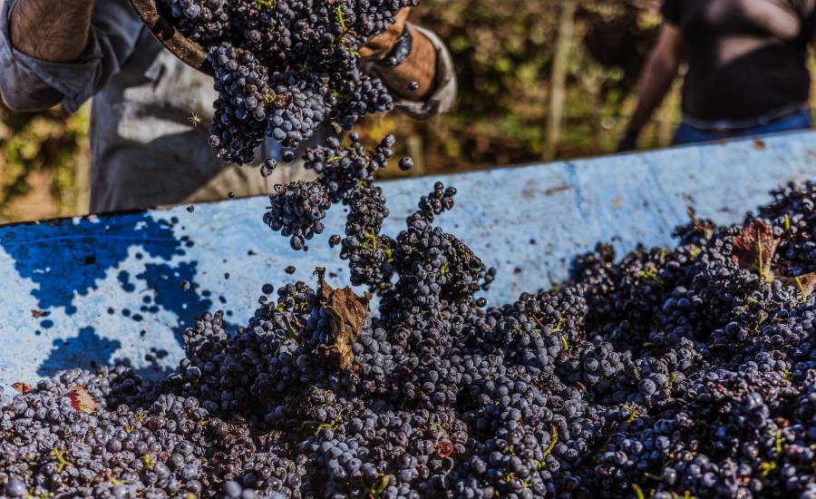 Vendemmia Nestola 2024