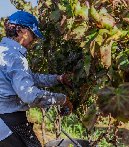 Vendemmia_Nestola-43_result