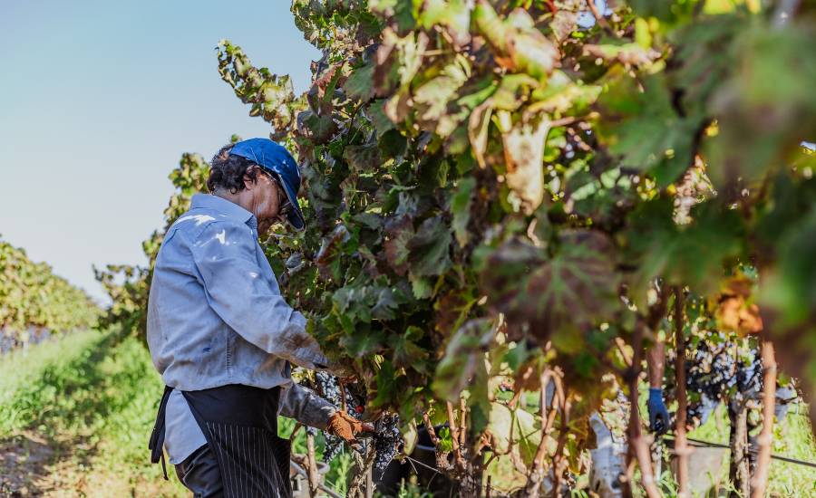 Vendemmia Nestola 2024