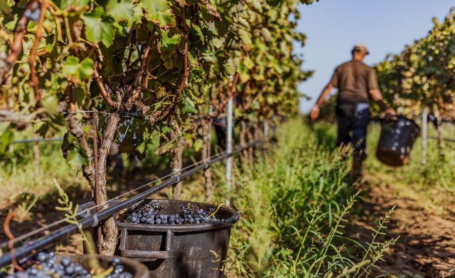 Vendemmia Nestola 2024