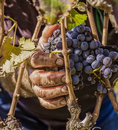 Vendemmia_Nestola-48_result