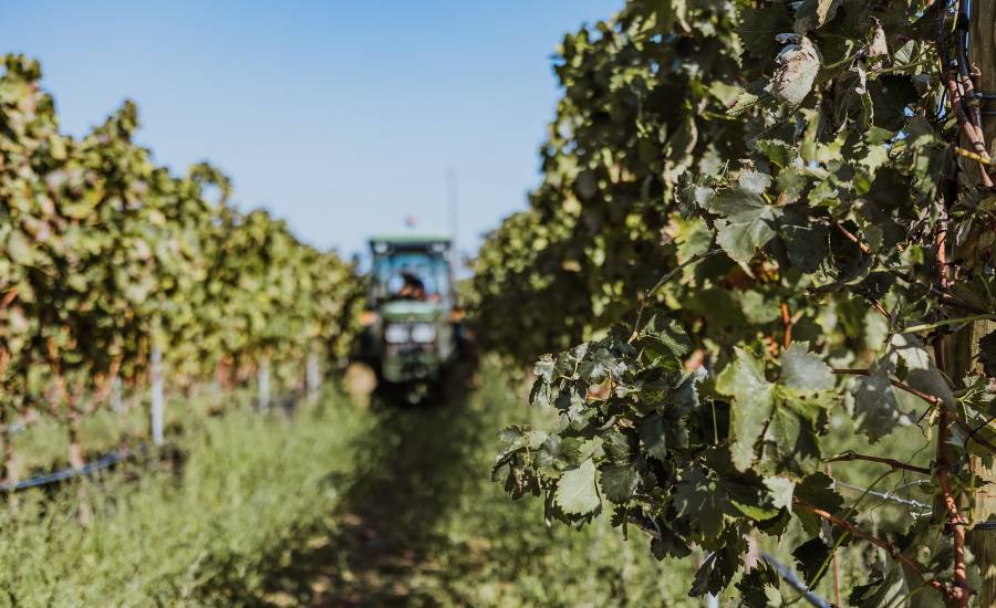 Vendemmia Nestola 2024